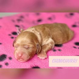 Chimichurri - Goldendoodle puppy in Bartow, Florida from Furever Doodles