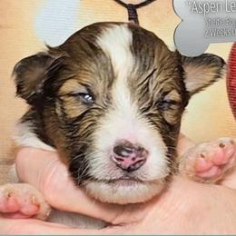 Aspen Leaf - Sable and white male Shetland Sheepdog puppy in Elberton, Georgia from Ioney's Southern Paws Shelties, Frenchies, and Yorkies