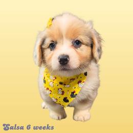 Salsa - Blue merle and white female American Corgi puppy in Mansfield, Ohio from Moonrise corgis
