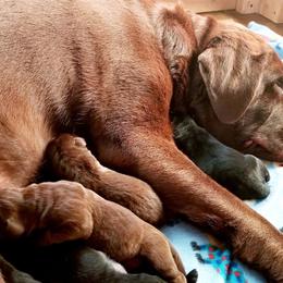 Labrador Retriever Puppies from Cove Labradors