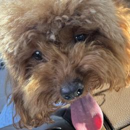 Maltipoos and Poodles from Red Okie Maltipoos