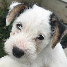 Parson Russell Terriers from Spring Run Parson Russell  Terriers