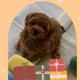Boy 1 - Red  Poodle puppy in Dallas, Texas from Infinity Poodles