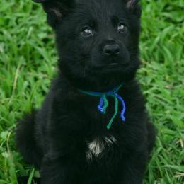 Black boy - Black male German Shepherd puppy in Clarkrange, Tennessee from Vom Wolff