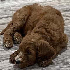 Goldendoodles, Irish Doodles, and Poodles from Ransone’s Ridge Runners Poodles and Doodles