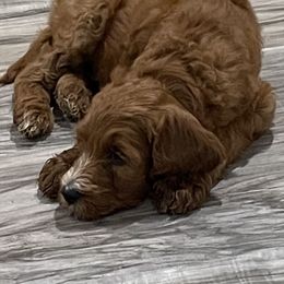 Goldendoodles, Irish Doodles, and Poodles from Ransone’s Ridge Runners Poodles and Doodles