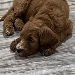 Goldendoodles, Irish Doodles, and Poodles from Ransone’s Ridge Runners Poodles and Doodles