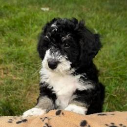 Poppy - Black and white female Aussiedoodle puppy in Nottingham, Pennsylvania from Nottingham Aussiedoodles