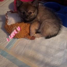 Pomeranian Puppies from Tonia's Pomeranians