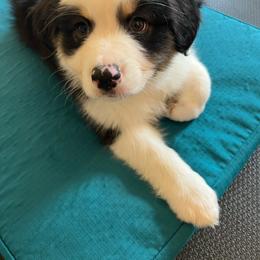 Duke - Black tri-color male Australian Shepherd puppy in Landenberg, Pennsylvania from Aussie4Life