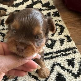 Nutmeg-Orange collar - Chocolate and tan male Yorkshire Terrier puppy in Selden, New York from Alisha's Yorkshire Terriers