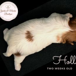 Morkie, Shorkie, and Yorkshire Terrier Puppies from Yorkie and Morkie Boutique