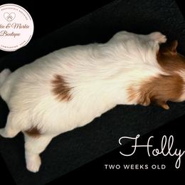 Morkie, Shorkie, and Yorkshire Terrier Puppies from Yorkie and Morkie Boutique