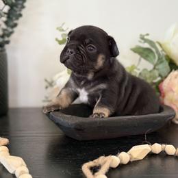 French Bulldog Puppies from Diamond Ridge French Bulldogs