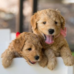 Bernedoodles and Goldendoodles from Dallas Doodles LLC