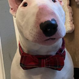 Miniature Bull Terrier All Grown Up from York