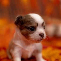 Chihuahua Puppies from Arizona Adventure Chihuahuas