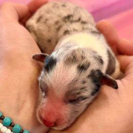 Elsie Ott - Blue merle female Border Collie puppy in North Lakeport, California from Wild Rose Ranch