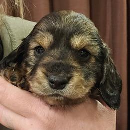 Dachshund puppies from 3 B's Breeding