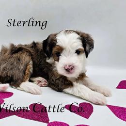 Sterling - Blue merle male Aussiedoodle puppy in Lancaster, Minnesota from Wilson Cattle Co.