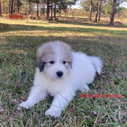 Great Pyrenees Puppies from Sweet Land of Liberty