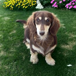Trinket - Dachshund