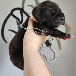 White Collar - Black female Great Dane puppy in Alton, Illinois from Show Me Great Danes and Basset Hounds