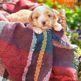 Biewer Terrier and Russian Salon Dog Puppies from Petit Bijou