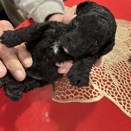 Ebony - Black female Poodle puppy in Lexington, Tennessee from Jm’s Precious Poodles