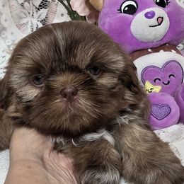 Freida - Liver female Shih Tzu puppy in Buda, Texas from Vickie's Shih Tzus