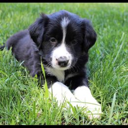 Border Collie and Labrador Retriever Puppies from Vetro's Duck Dogs & Border Collies