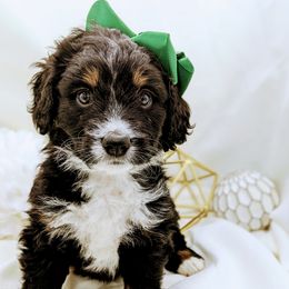 Bernedoodle and Bernese Mountain Dog Puppies from Western Skies Kennels