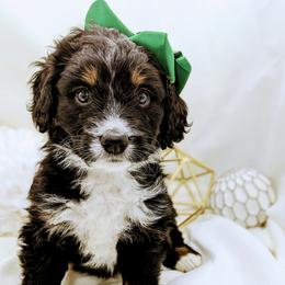 Bernedoodle and Bernese Mountain Dog Puppies from Western Skies Kennels