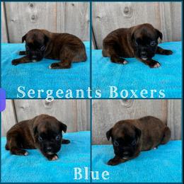 Blue - Brindle male Boxer puppy in Madisonville, Texas from Sergeant's Boxers