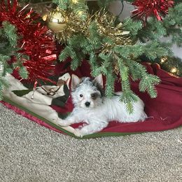 Ellie - Parti female Yorkshire Terrier puppy in Clarksburg, Indiana from Hidden Gems Parti Yorkies