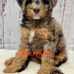 Jazmine - Merle female Goldendoodle puppy in Gilbert, Arizona from Gilbert Az Doodles