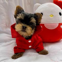 Milo - Black and tan male Yorkshire Terrier puppy in Seattle, Washington from 🎀 Yorkies Boutique Babydolls 🎀