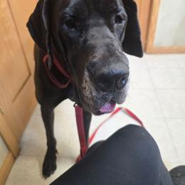 Xena - Great Dane