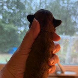 Fiyero - Brindle male Cavatzu puppy in Saint Paul, Minnesota from Amy’s Puppy Tzu