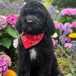 Curly - Black male Goldendoodle puppy in Prosperity, Pennsylvania from Stelladoodles & Company