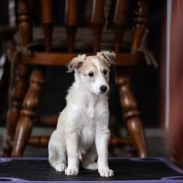 Brass - Cream male Silken Windhound puppy in Michigan from Regalant Silken Windhounds