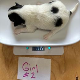April S. - Black brown and white female Papillon puppy in Middleville, Michigan from Cheryl's Papillons