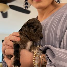 Goldendoodles from Pearl Grey Doodles