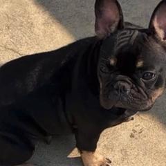 French Bulldogs from Lomi Kennel