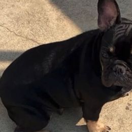 French Bulldogs from Lomi Kennel
