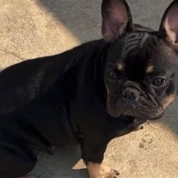 French Bulldogs from Lomi Kennel