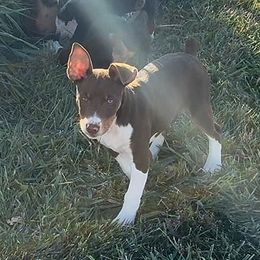 Chocolate Tux - White, chocolate and tan male Rat Terrier puppy in Denver, Colorado from K2 RAT TERRIERS (COLORADO)