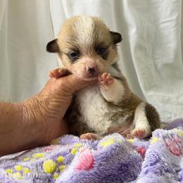 Girl 4 - Red female Pembroke Welsh Corgi puppy in Moulton, Alabama from Reed's Pembroke Corgi Welsh
