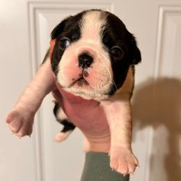 Girl 1 - Black and white female Boston Terrier puppy in West Liberty, Kentucky from 3B Kennels-Beth’s Best Boston’s