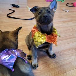Ziva (Pink female) - Sable female German Shepherd puppy in Winchester, Kentucky from Del Lago Canine